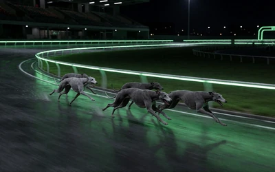 Virtuelles Windhundrennen mit Bewegungsunsch&auml;rfe und gr&uuml;nem Neonlicht in der Lizaro Arena